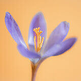 Crocuses